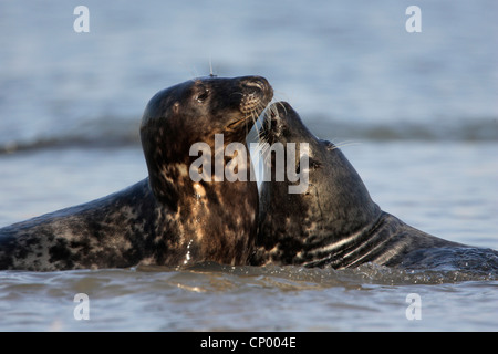 Phoque gris (Halichoerus grypus), deux animaux se trouvant dans l'eau peu profonde menaçant museau à museau, Allemagne, Schleswig-Holstein, Helgoland, Helgoland Banque D'Images