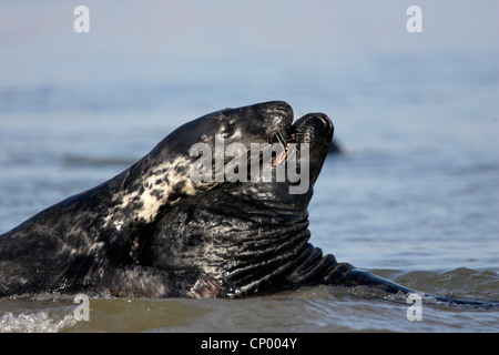 Phoque gris (Halichoerus grypus), deux animaux combats dans l'eau peu profonde, l'Allemagne, Schleswig-Holstein, Helgoland, Helgoland Banque D'Images