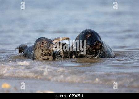 Phoque gris (Halichoerus grypus), man côte à côte dans l'eau peu profonde, l'Allemagne, Schleswig-Holstein, Helgoland, Helgoland Banque D'Images