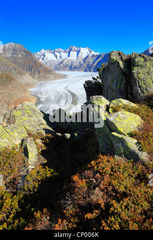 Grand Glacier d'Aletsch, le plus grand glacier des Alpes, et le Wannenhorns, Suisse, Valais Banque D'Images