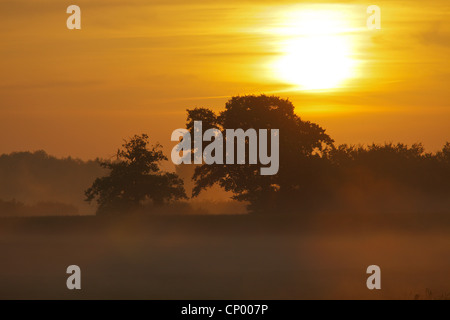 Paysage de plaine de l'Elbe au lever du soleil, de l'ALLEMAGNE, Basse-Saxe, Wendland, Elbtalaue Banque D'Images