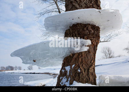 Willow avec de la glace comme marques d'inondation, de l'ALLEMAGNE, Basse-Saxe, Wendland, Elbtalaue Banque D'Images