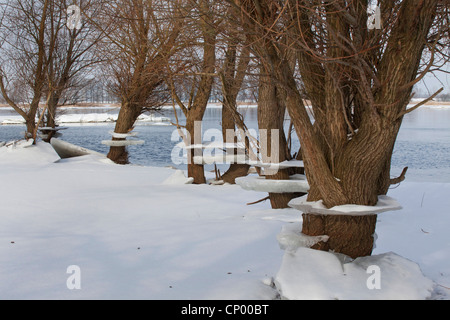 Les saules avec de la glace comme marques d'inondation, de l'ALLEMAGNE, Basse-Saxe, Wendland, Elbtalaue Banque D'Images