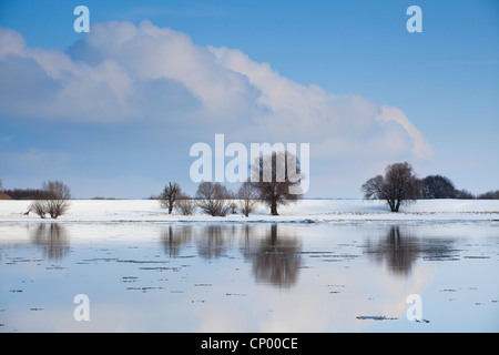 Elbe en hiver, l'ALLEMAGNE, Basse-Saxe, Wendland, Pevesdorf Banque D'Images