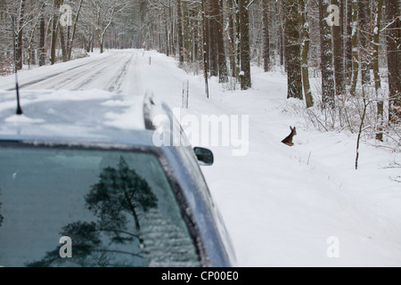 Le chevreuil (Capreolus capreolus), a été frappé par une voiture et se trouvant sur le bord des routes dans la neige, en Allemagne, en Basse-Saxe, Wendland Banque D'Images