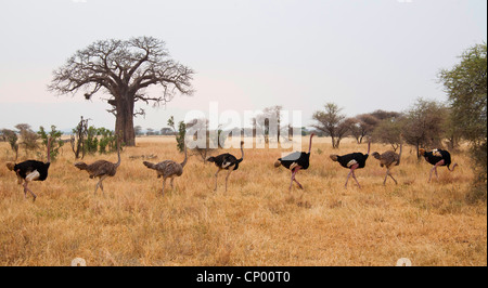 Les autruches (Struthioniformes), plusieurs autruches marche à travers la savane derrière l'autre, la Tanzanie, le parc national de Tarangire Banque D'Images