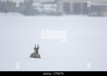 Le chevreuil (Capreolus capreolus), roebuck sur un pâturage dans la neige profonde, l'ALLEMAGNE, Basse-Saxe, Wendland, Elbtalaue Banque D'Images