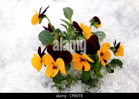 Pansy, Pansy violette (Viola x wittrockiana, Viola wittrockiana, Viola hybrida), dans la neige de violettes Panys Banque D'Images