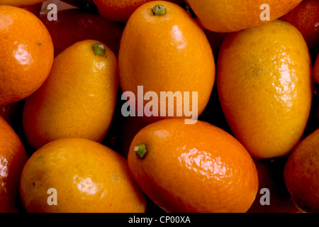 Kumquat (Fortunella Margarita), Kumquats Banque D'Images