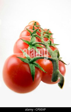 Jardin la tomate (Solanum lycopersicum, Lycopersicon esculentum), les tomates sur la vigne Banque D'Images