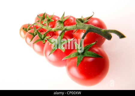 Jardin la tomate (Solanum lycopersicum, Lycopersicon esculentum), les tomates sur la vigne Banque D'Images