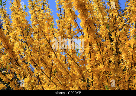 Forsythia (Forsythia commun x intermedia, Forsythia intermedia), branches en fleurs Banque D'Images