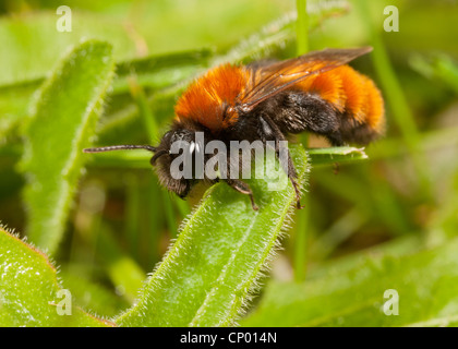Un fauve femelle de l'abeille Andrena fulva - Minière Banque D'Images