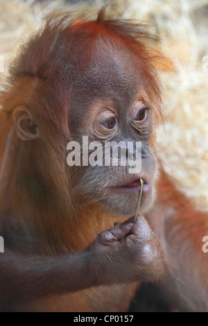 Orang-outan, l'orang-outan, l'orang-outang (Pongo pygmaeus), jeune animal Banque D'Images