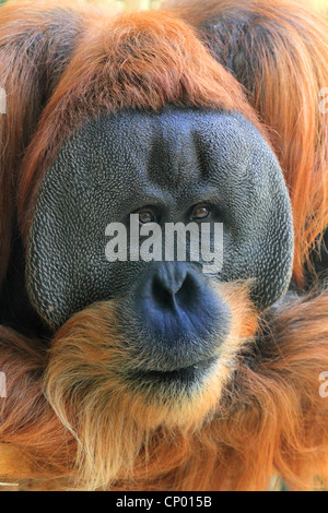 Orang-outan, l'orang-outan, l'orang-outang (Pongo pygmaeus), homme, portrait Banque D'Images