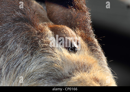 Deux Linné-toed sloth (Choloepus didactylus) de serrage, jeunes Banque D'Images