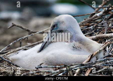 Pélican frisé (Pelecanus crispus), les jeunes dans le nid Banque D'Images