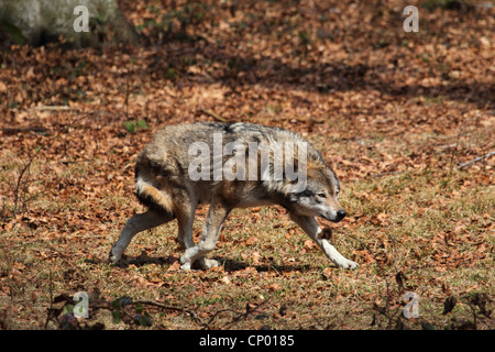 Le loup gris d'Europe (Canis lupus lupus), le loup servile, Allemagne Banque D'Images