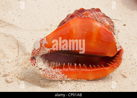 Bullmouth casque, Bull's-bouche conque, casque rouge (Cypraecassis rufa), shell sur la plage, en Tanzanie, Sansibar Banque D'Images