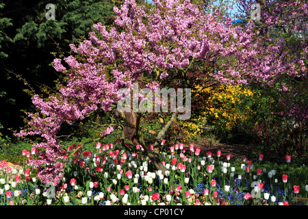 Arbre de Judée (Cercis siliquastrum arbre de Judée en fleur), avec des tulipes dans un parc, Allemagne Banque D'Images