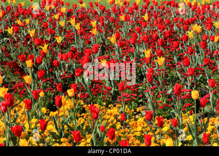 Jardin commun tulip (Tulipa spec.), parterre de tulipes rouges et jaunes, Bellis et pansy Banque D'Images