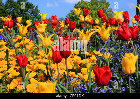 Jardin commun tulip (Tulipa spec.), parterre de tulipes rouges et jaunes, pansy et forget-me-not Banque D'Images