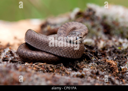 Couleuvre lisse (Coronella austriaca), enroulé, France, Vosges Banque D'Images