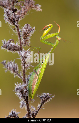 La prédation européenne (Mantis Mantis religiosa), assis dans une usine, Allemagne Banque D'Images