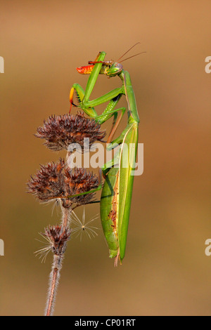 La prédation européenne (Mantis Mantis religiosa), assis dans une usine, Allemagne Banque D'Images