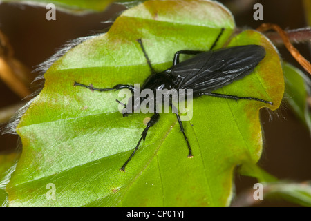 La fly (Bibio marci), assis sur une feuille, Allemagne Banque D'Images
