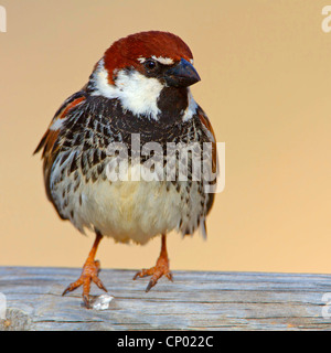 Moineau espagnol (Passer hispaniolensis), assis sur une clôture en bois, Canaries, Fuerteventura Banque D'Images