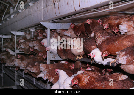 Les oiseaux domestiques (Gallus gallus f. domestica), des poules pondeuses en batterie, batterie, Allemagne Banque D'Images