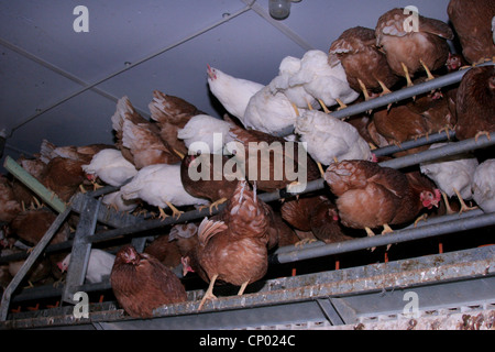 Les oiseaux domestiques (Gallus gallus f. domestica), des poules pondeuses en batterie, batterie, Allemagne Banque D'Images