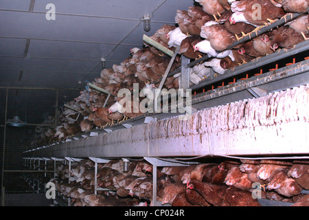 Les oiseaux domestiques (Gallus gallus f. domestica), des poules pondeuses en batterie, batterie, Allemagne Banque D'Images