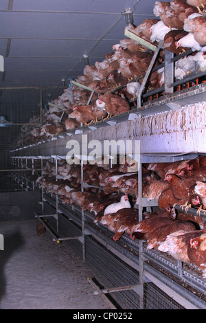 Les oiseaux domestiques (Gallus gallus f. domestica), des poules pondeuses en batterie, batterie, Allemagne Banque D'Images