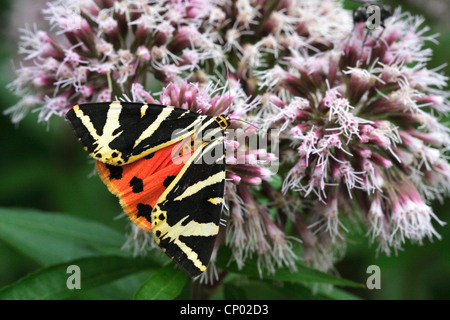 Jersey tiger, tiger russe (Callimorpha quadripunctaria Euplagia quadripunctaria,), l'eupatoire perfoliée, Allemagne, Bade-Wurtemberg Banque D'Images