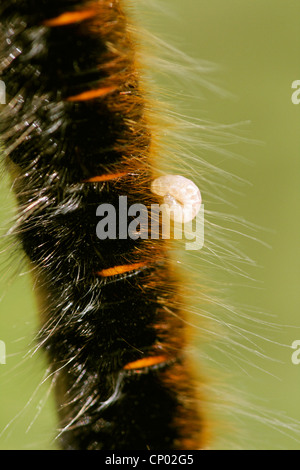 Fox Moth (Macrothylacia rubi), avec une larve de parasite, l'Allemagne, Bade-Wurtemberg Banque D'Images