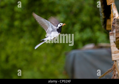 (Motacilla alba Bergeronnette pie), vol avec la proie dans son bec, l'Allemagne, Bade-Wurtemberg Banque D'Images