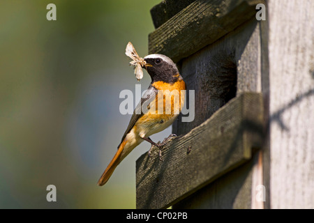 Phoenicurus phoenicurus (commune), homme au nichoir avec proie dans son bec, l'Allemagne, Bade-Wurtemberg Banque D'Images