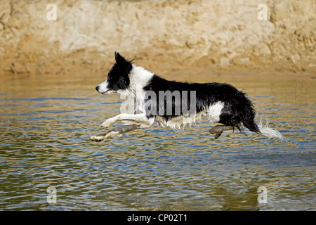 Border Collie (Canis lupus f. familiaris), juvénile Border Collie qui saute dans un étang Banque D'Images