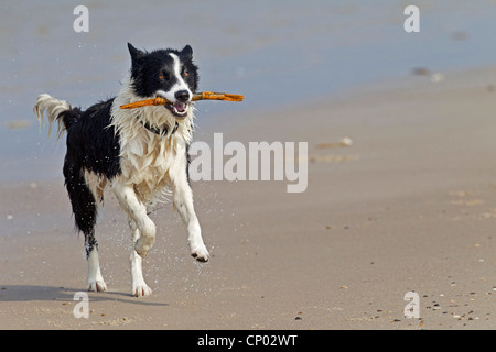 Border Collie (Canis lupus f. familiaris), fonctionnant avec un bâton de bois dans la bouche, sur une plage de sable, le Danemark, Jylland, Midtjylland Banque D'Images