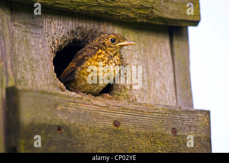 Phoenicurus phoenicurus (commune), véritable squeaker, Allemagne, Bade-Wurtemberg Banque D'Images
