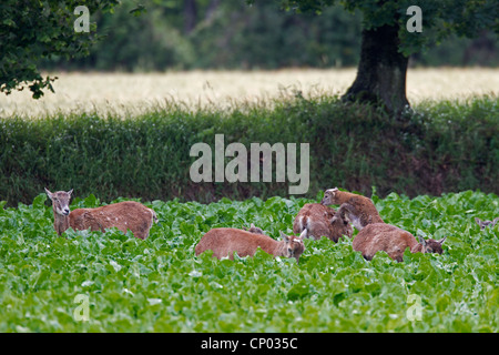 Mouflon (Ovis musimon, Ovis gmelini musimon, Ovis orientalis musimon), les brebis et les agneaux dans un champ de légumes, l'Allemagne, Schleswig-Holstein Banque D'Images