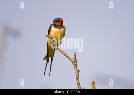 L'hirondelle rustique (Hirundo rustica), assis sur une branche, Allemagne Banque D'Images