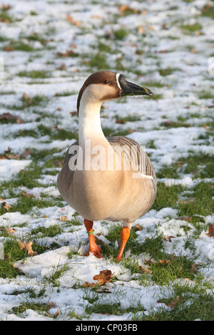 Chinese goose (Anser cygnoides domestica. f), dans une prairie d'hiver, Allemagne Banque D'Images