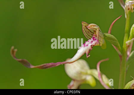 (Himantoglossum hircinum), fleur, Allemagne, Bade-Wurtemberg Banque D'Images