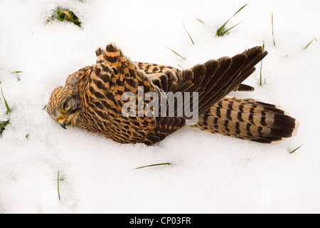Faucon crécerelle (Falco tinnunculus), femme couchée dans la neige étant morts de froid et de faim Banque D'Images