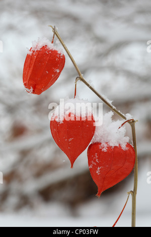 Lampe chinoise, lanterne Japonaise, cerises, fraises d'hiver (tomate Physalis alkekengi var. franchetii, Physalis franchetii), les fruits en hiver Banque D'Images