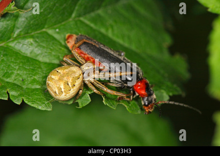 Araignée crabe (Xysticus cristatus), avec soldier beetle comme proies, Allemagne, Bade-Wurtemberg Banque D'Images