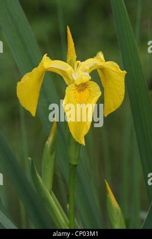 Iris jaune, drapeau jaune (Iris pseudacorus), fleurs et bourgeons, Allemagne